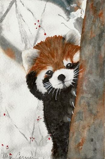 red panda (1)