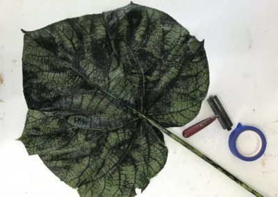 Portsmouth Arts Guild, Mandy Howe, "Paulownia Leaf showing scale to Brayer and Tape, Photo, 8"x10", $15