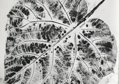 Portsmouth Arts Guild, Mandy Howe, Paulownia Leaf Print, life size leaf print on paper, laminated, 18"x24", $25