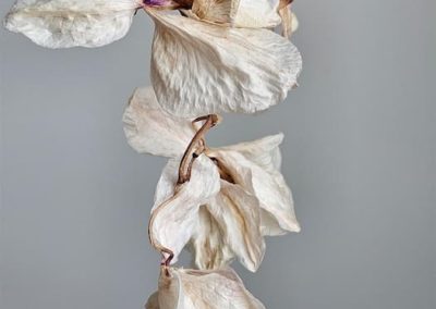 Caroline Calia, "Elegy of a White Orchid", Digital Image, $225