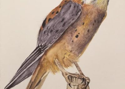 Wendy Berube, "American Kestrel", Watercolor, $300