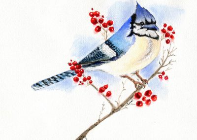 Leslie Morrissey, "Blue Jay", Watercolor, $75