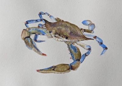 SOLD Sherrie Norton, "Blue Crab", Watercolor, $40