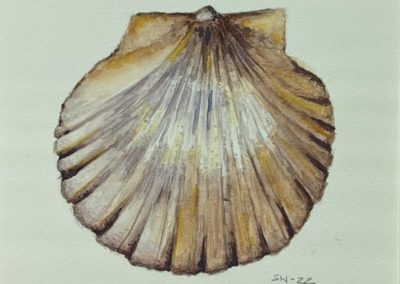 SOLD Sherrie Norton, "Scallop Shell", Watercolor, $40