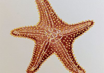 SOLD - Sherrie Norton, "Sea Star", Watercolor, $40