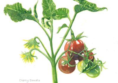 Elizabeth O'Connell, "Cherry Tomatoes", Watercolor, $95