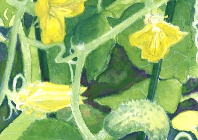 Elizabeth O'Connell, "First Cucumber", Watercolor, $75
