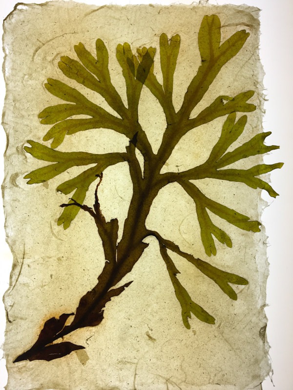 Sheryl Jaffe, Pathways in Papermaking, Portsmouth Arts Guild