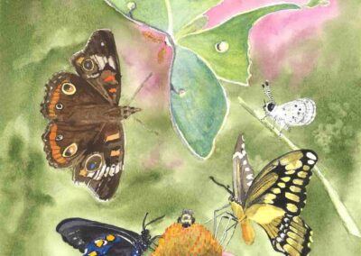 Sherrie Norton, "Moths and Butterflies", watercolor, $150, Portsmouth Arts Guild