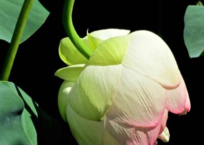 Bonnie Jaffe, "Lotus", photograph, $300, Portsmouth Arts Guild