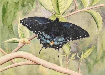 Sherrie Norton, "Black Swallowtail", $75, Portsmouth Arts Guild