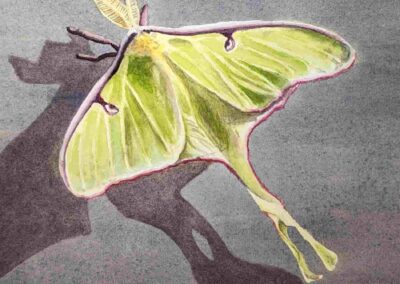 Sherrie Norton, "Luna Moth", watercolor, $75, Portsmouth Arts Guild