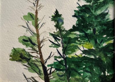 Gwen Fuller, Monhegan Pines, Watercolor, $225