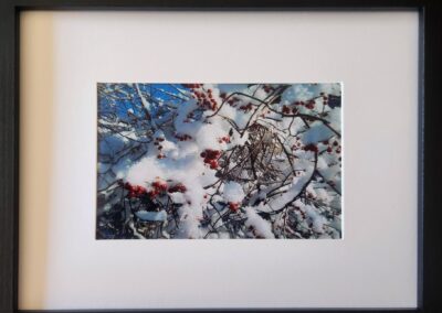 James Wolstenholme, Berries In The Snow, Photography, $75