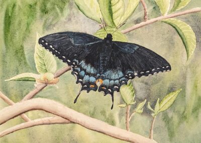 Sold Sherrie Norton, Black Swallowtail, Watercolor, $50