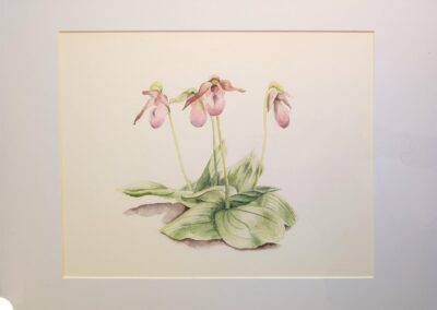 Sold Sherrie Norton, Lady Slippers, Watercolor, $50