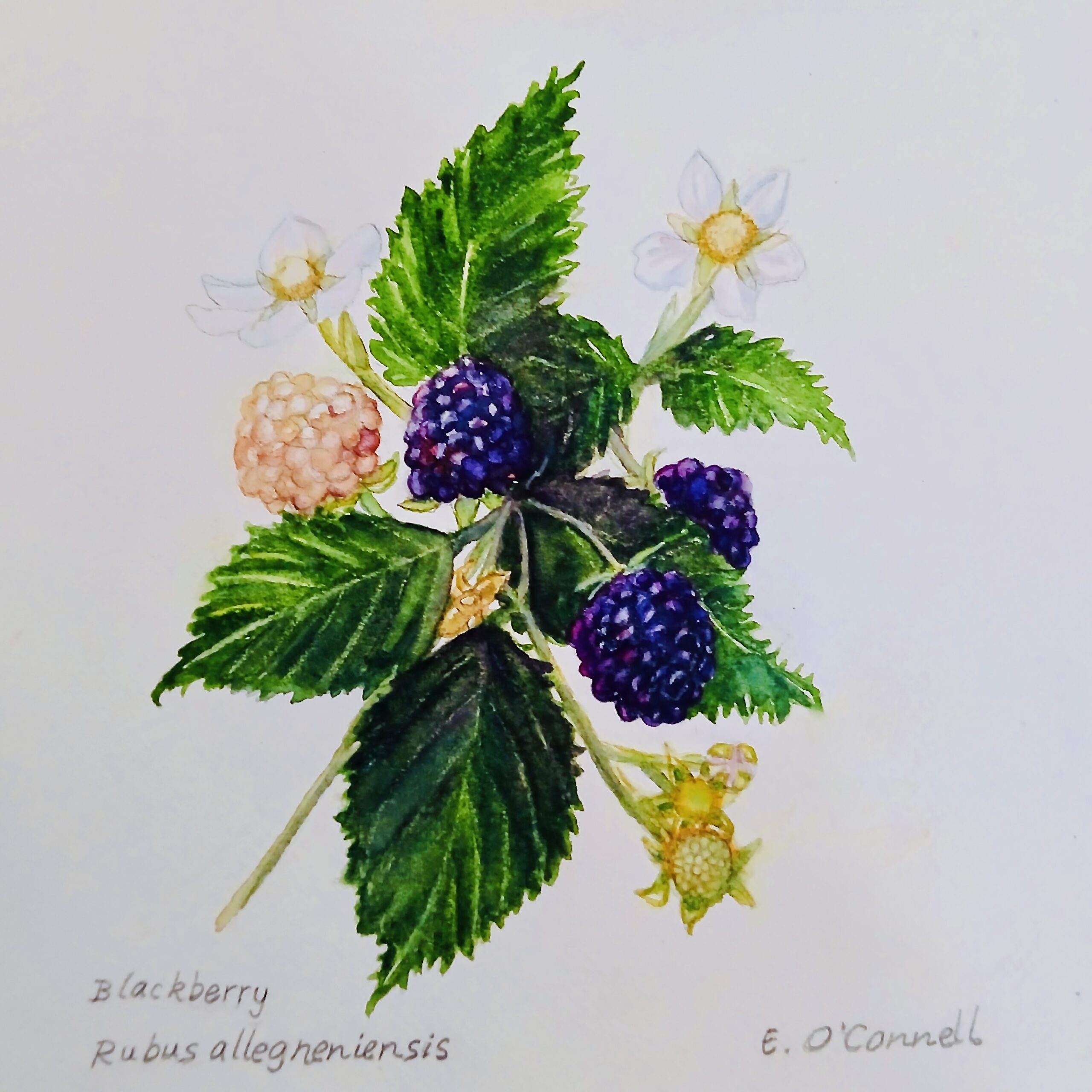 Workshop Title and Teacher Name