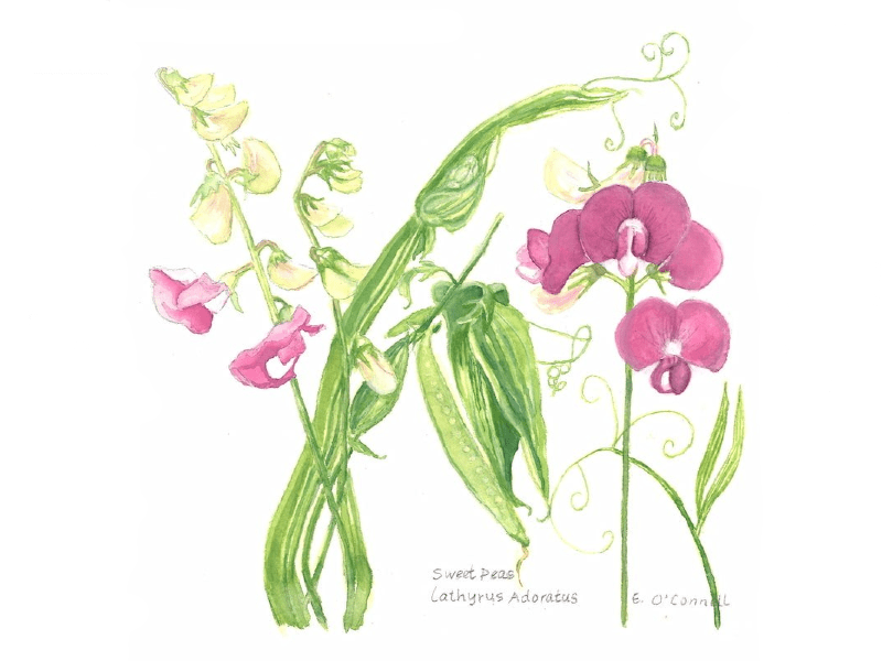 Elizabeth O'Connell Sweet Peas 800x600