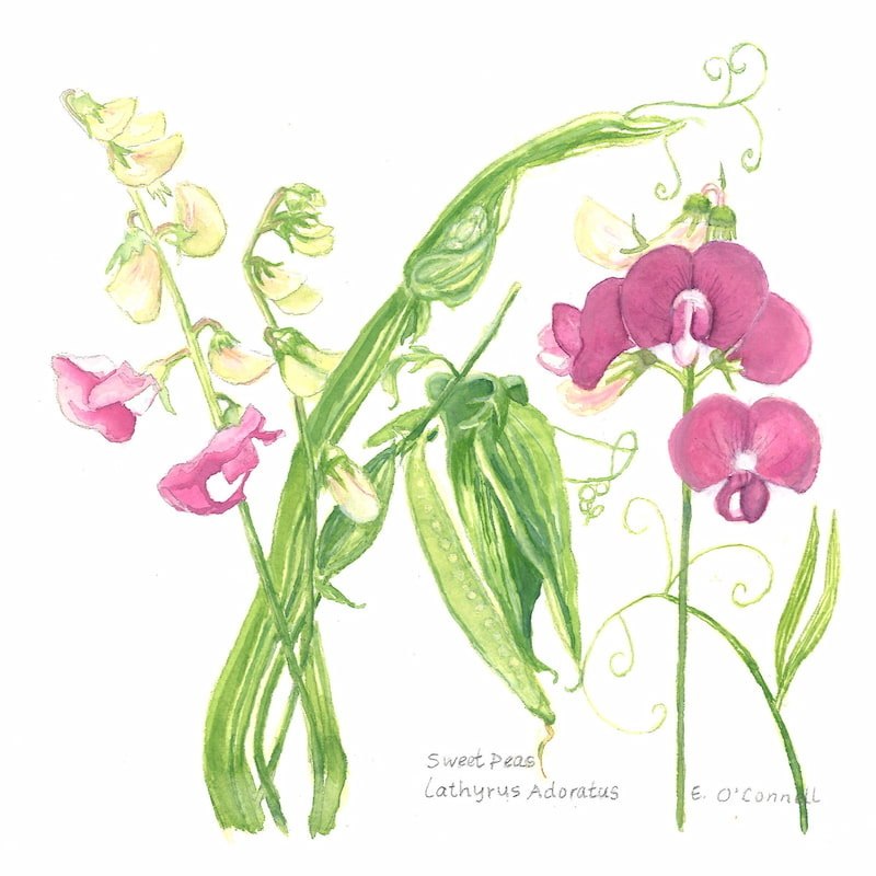 Workshop Title and Teacher Name