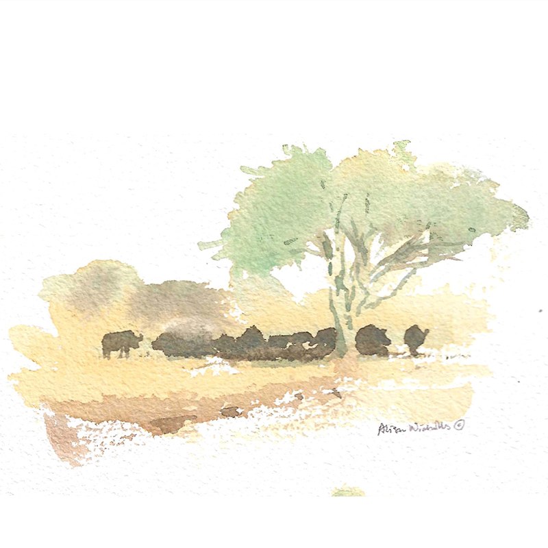 Alison Nicholls, Sketching and Painting Animals from Life