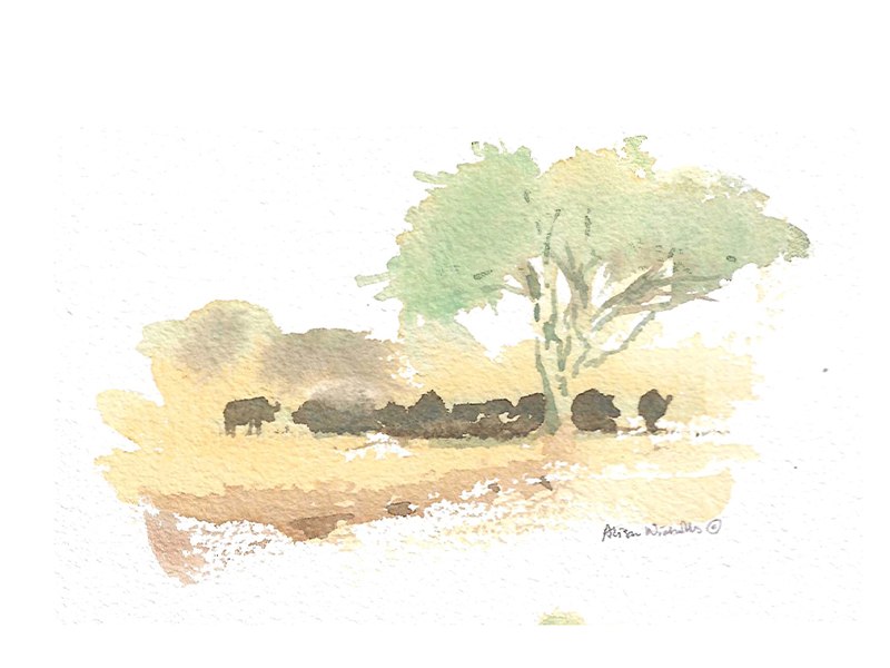 Sketching Animals with Alison Nicholls