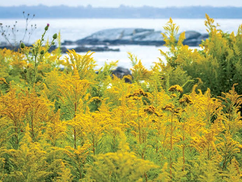 Sachuest Point Goldenrod 800x600